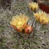 Copiapoa coquimbana alticostata ©JLcoll.734.jpg